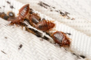 BedBug Heat Treatment Leeds